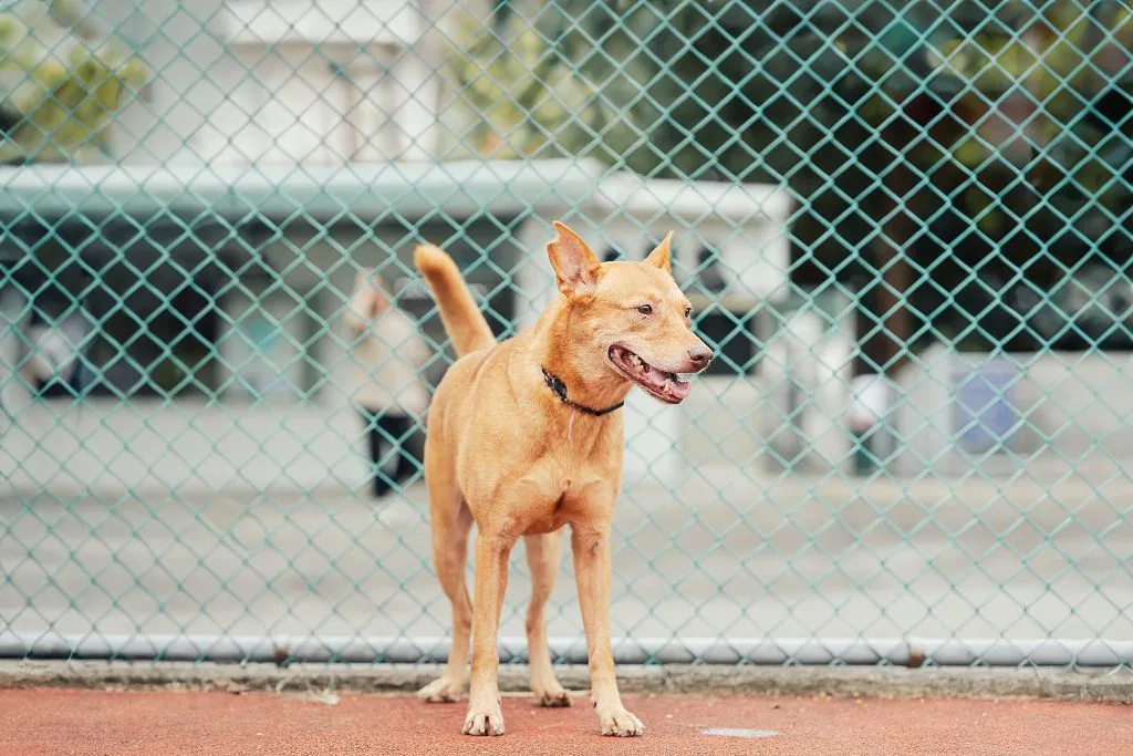 混種犬
