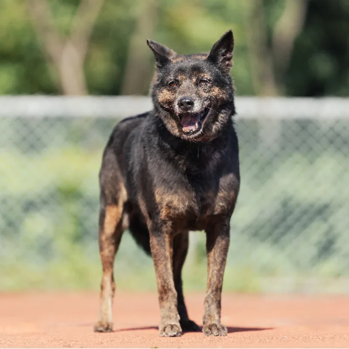 混種犬