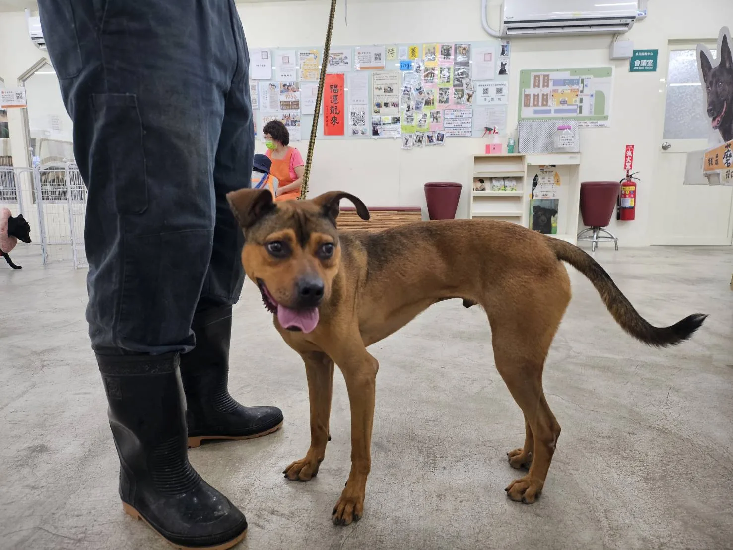 混種犬