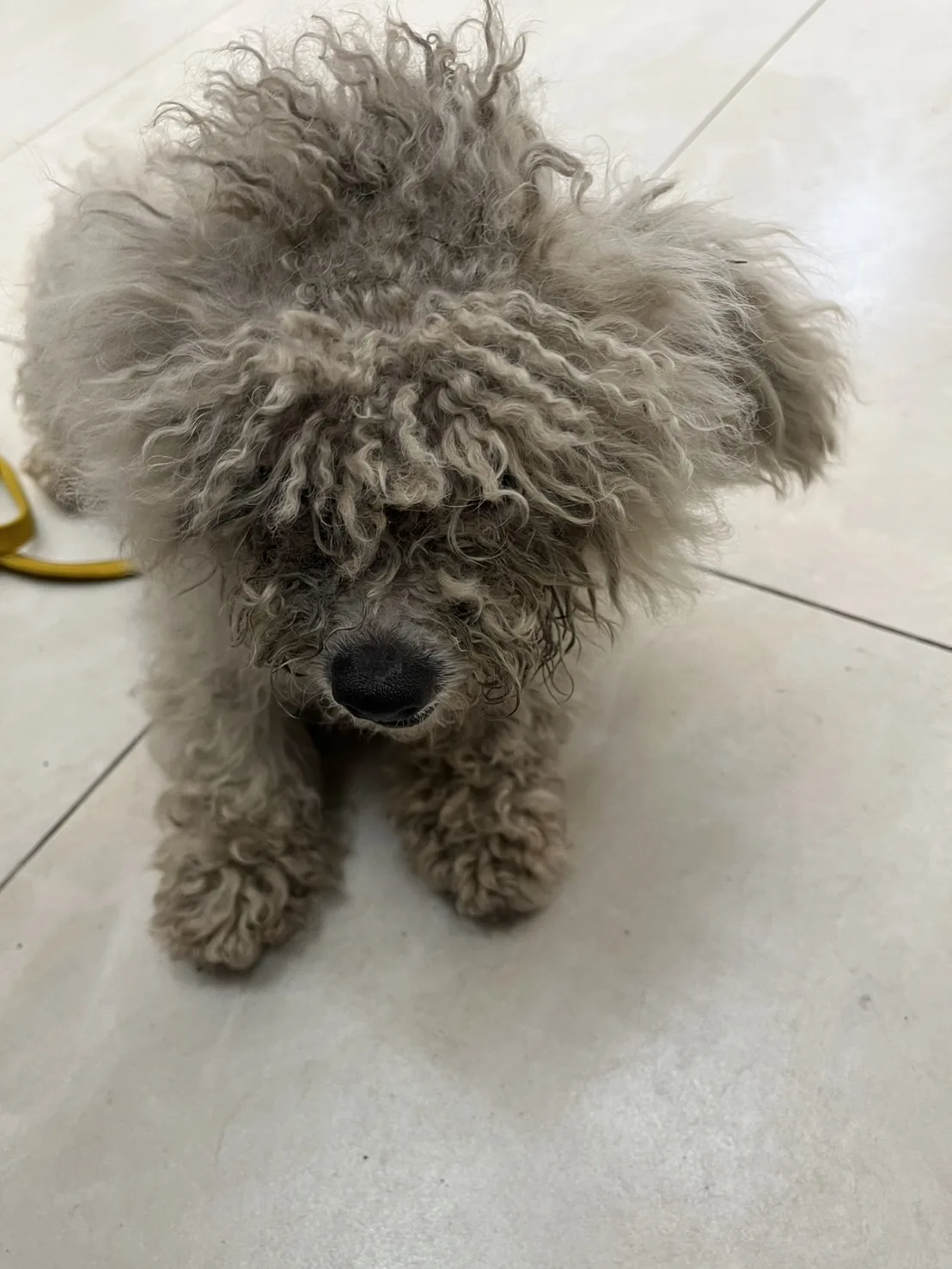 比熊犬