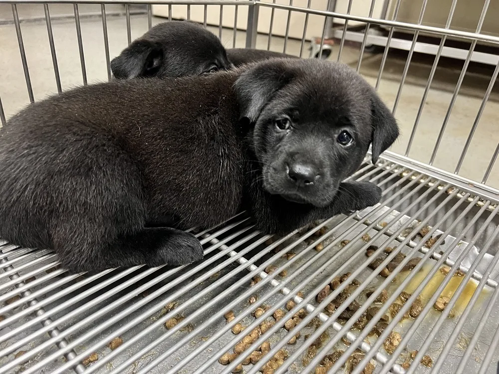 混種犬