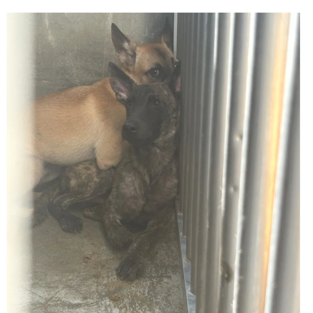 混種犬
