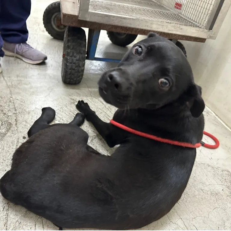 混種犬