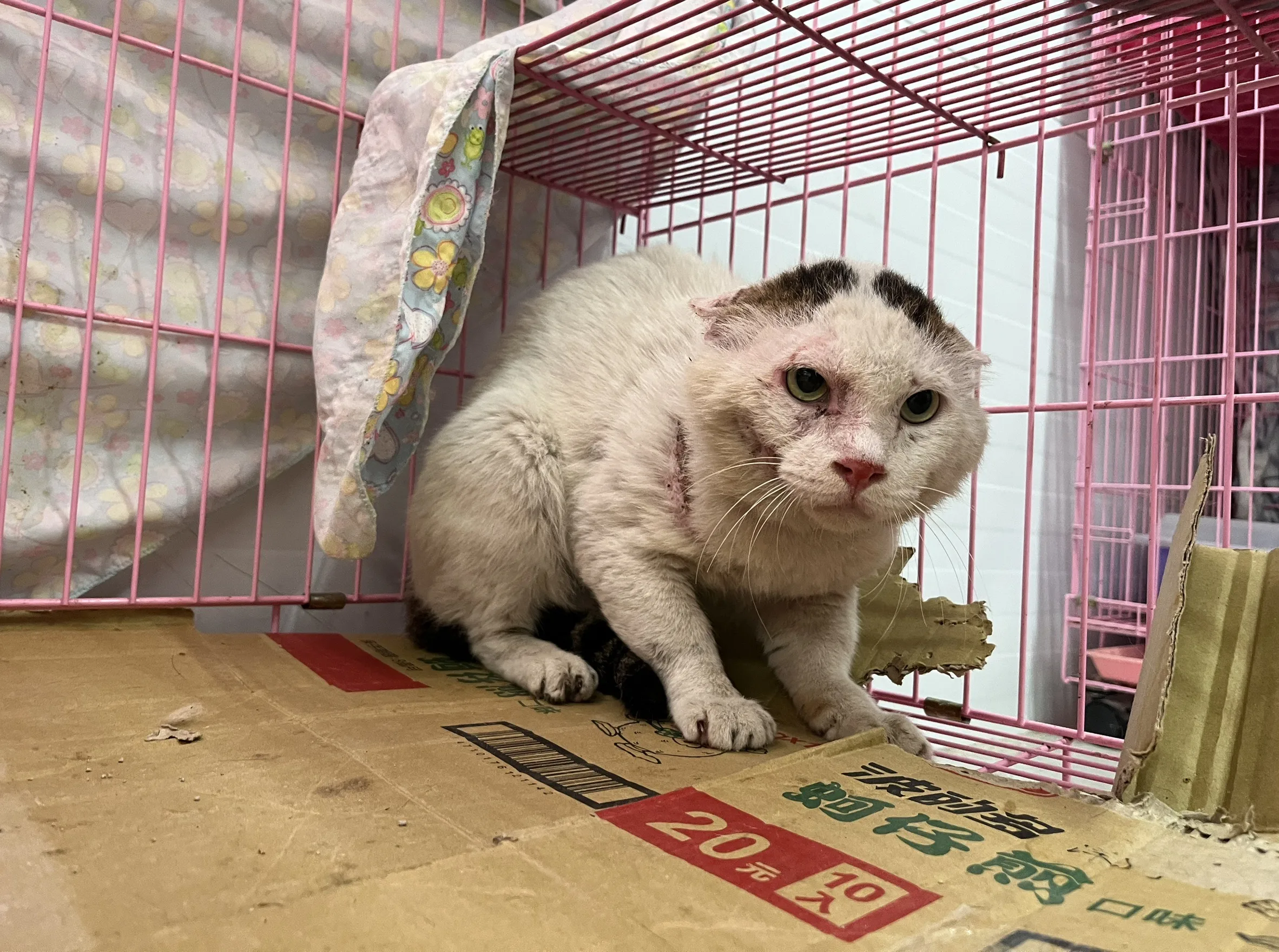 混種貓