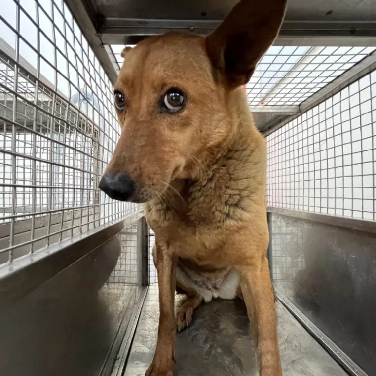 混種犬