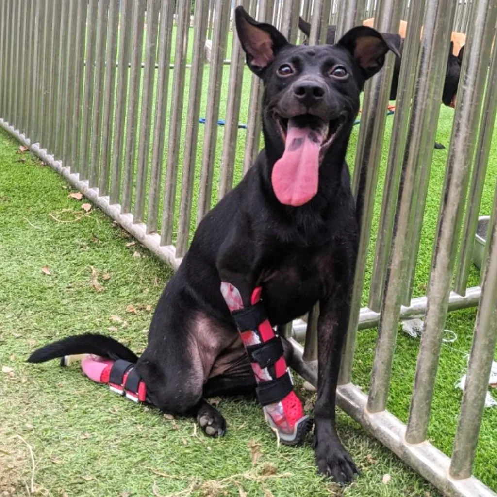 混種犬