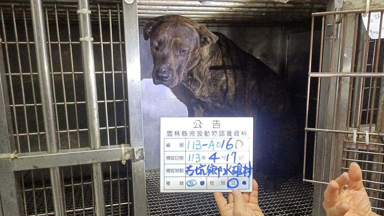 混種犬