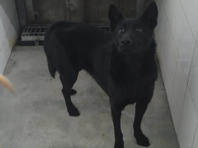混種犬