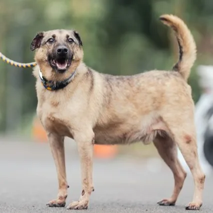 混種犬