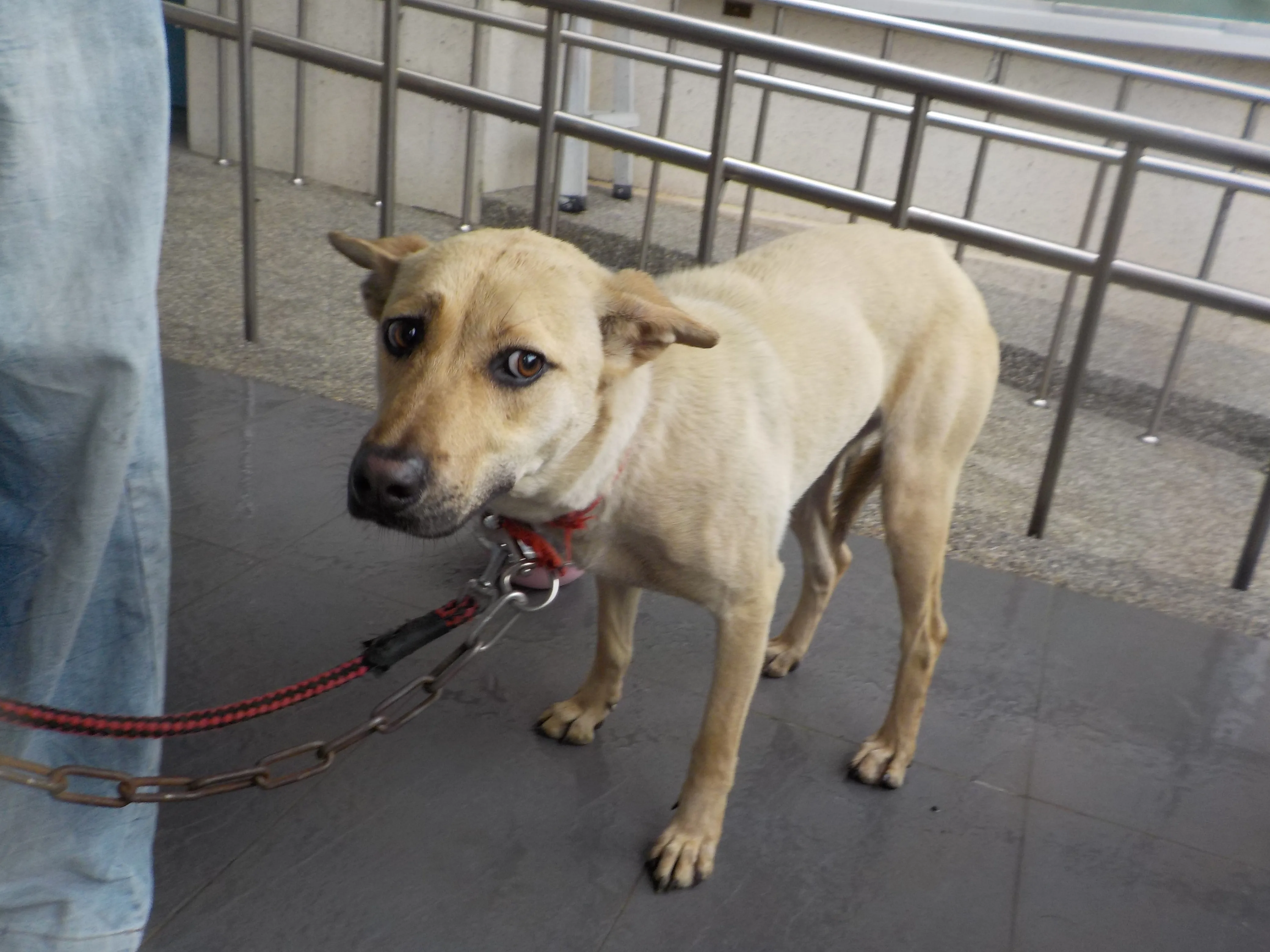 混種犬
