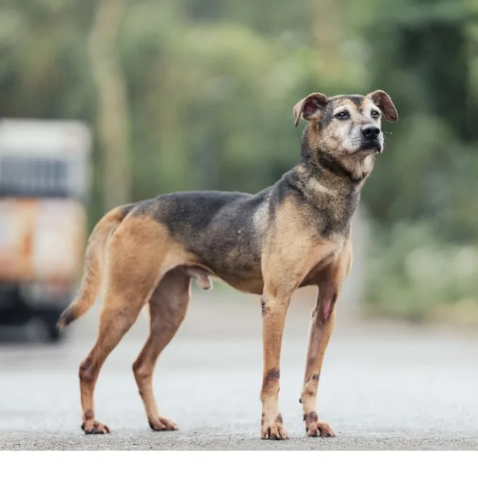 混種犬
