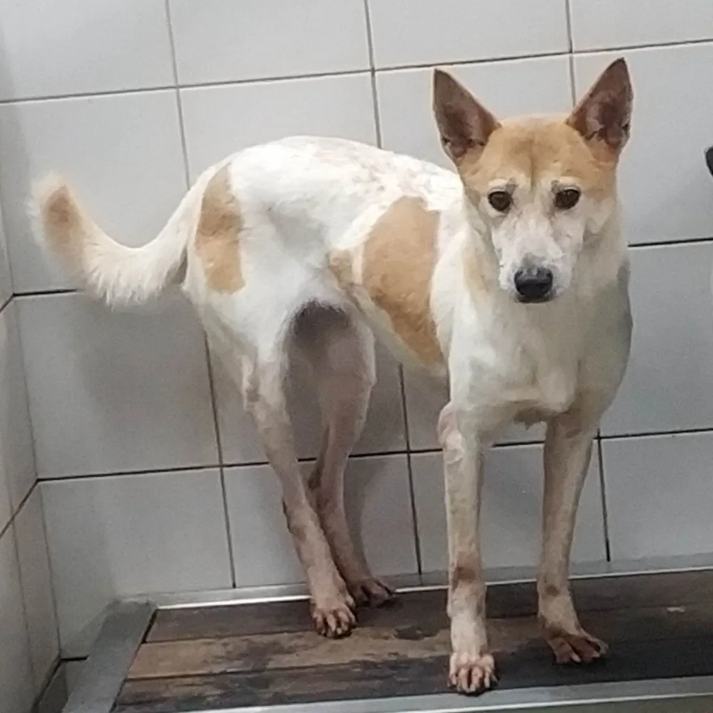 混種犬