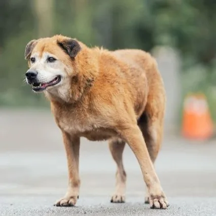 混種犬