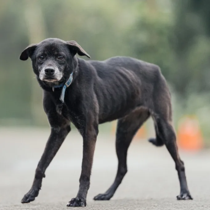 混種犬