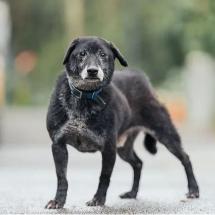 混種犬
