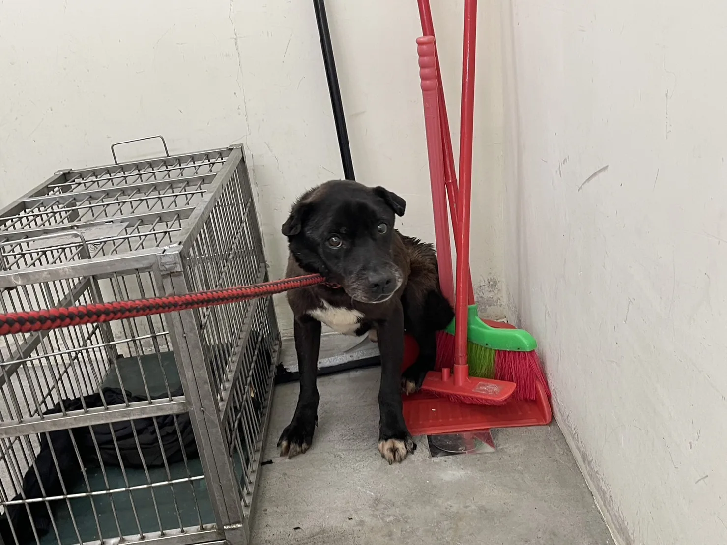 混種犬