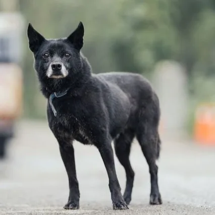 混種犬
