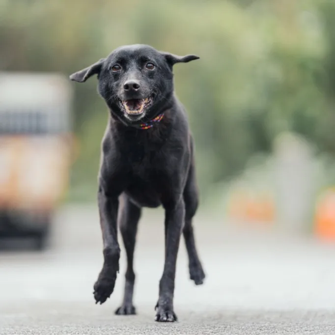 混種犬