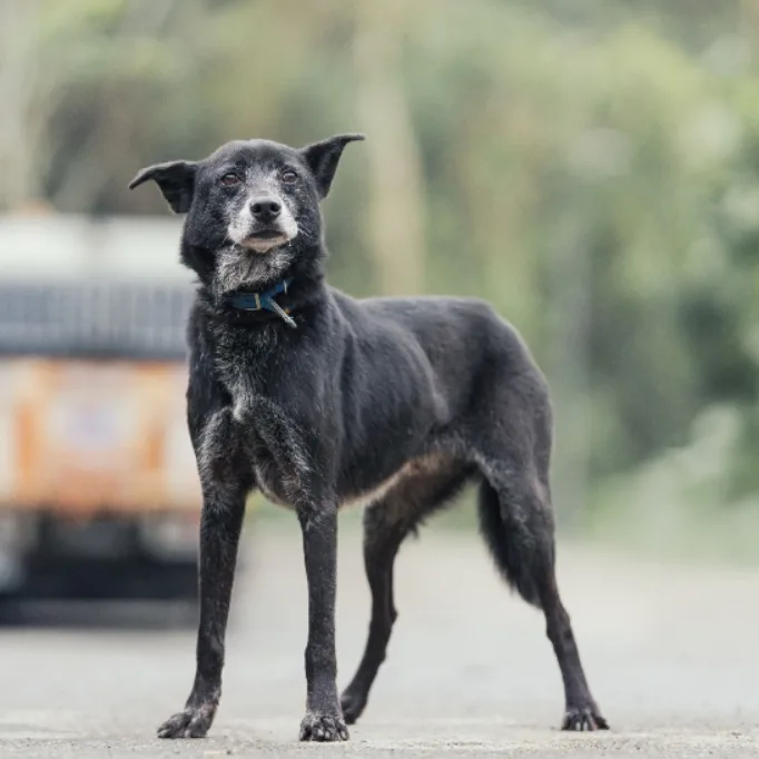混種犬