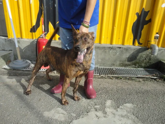 混種犬