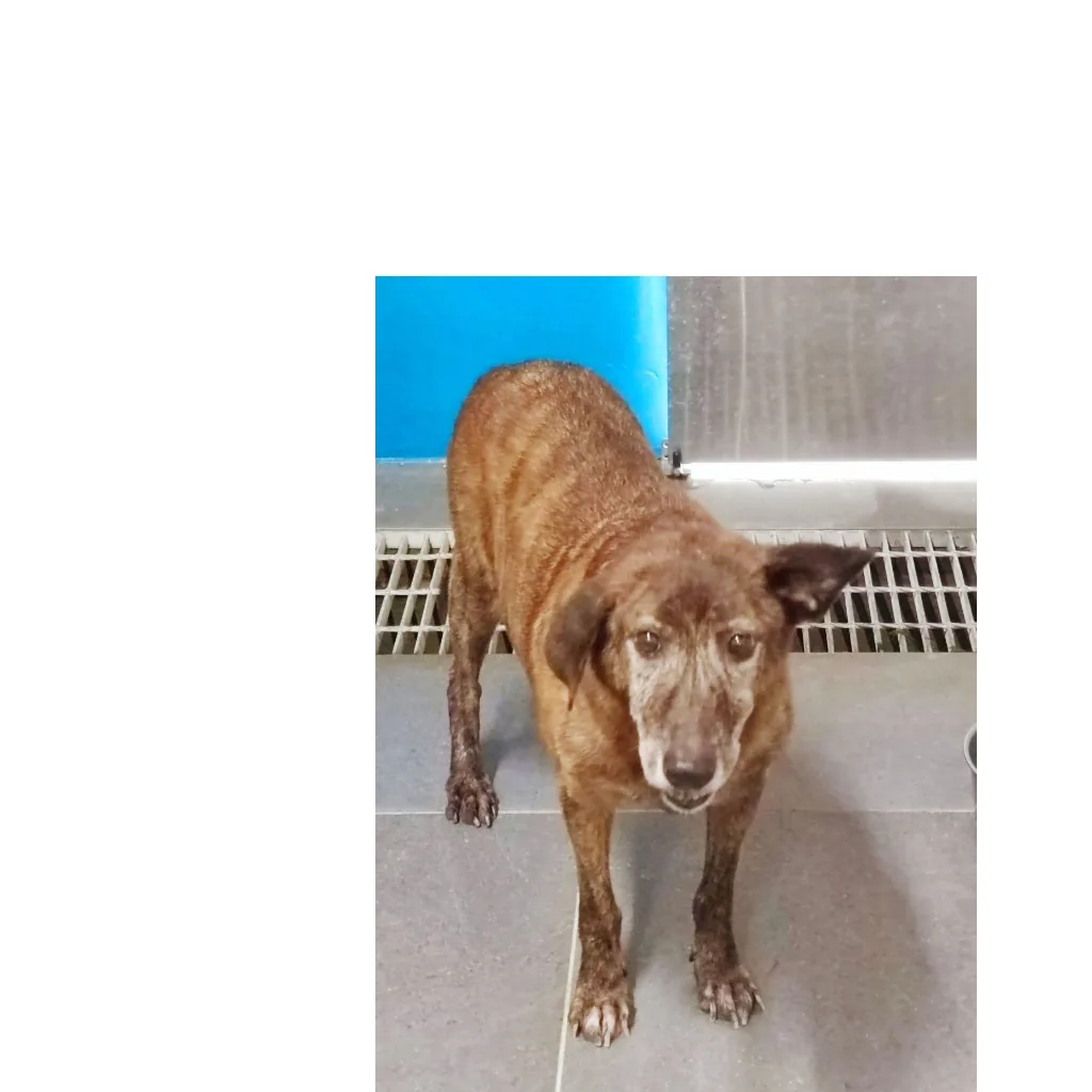 混種犬