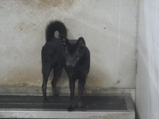 混種犬