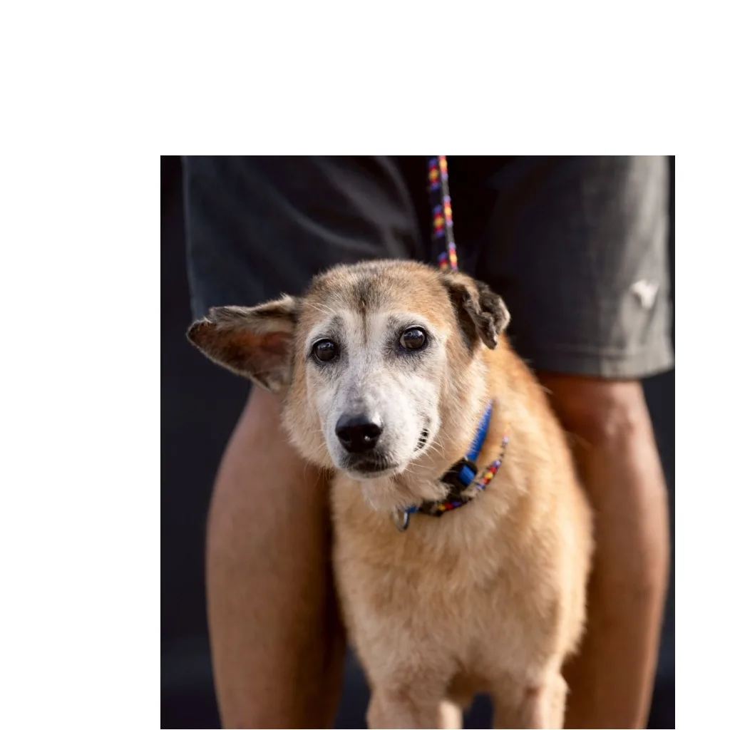 混種犬