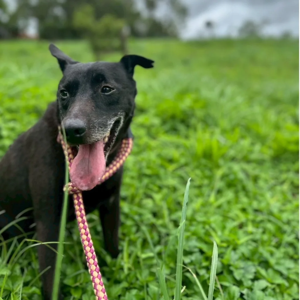 混種犬