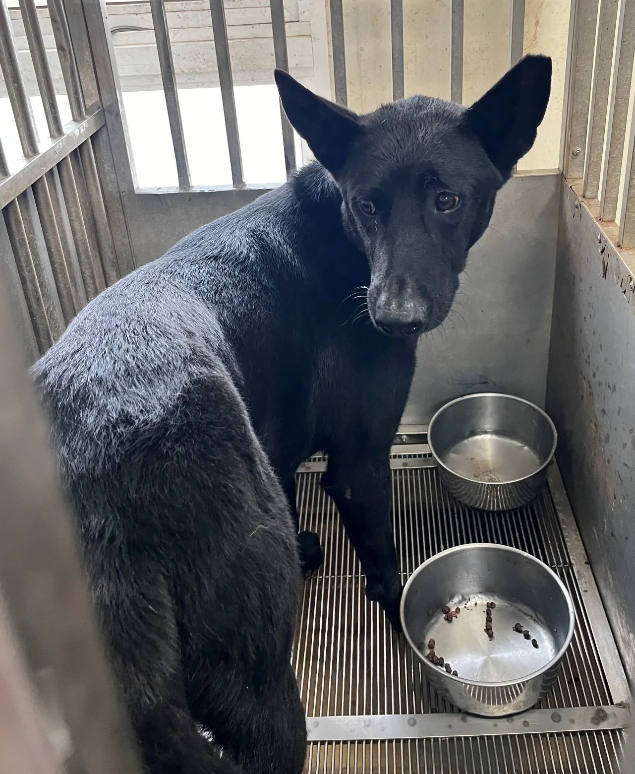 混種犬