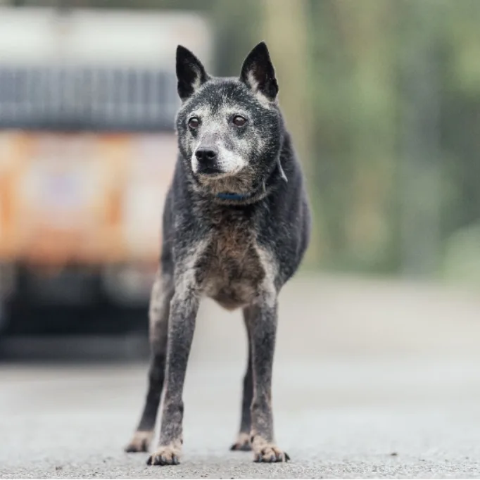 混種犬