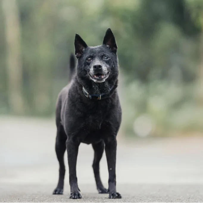 混種犬