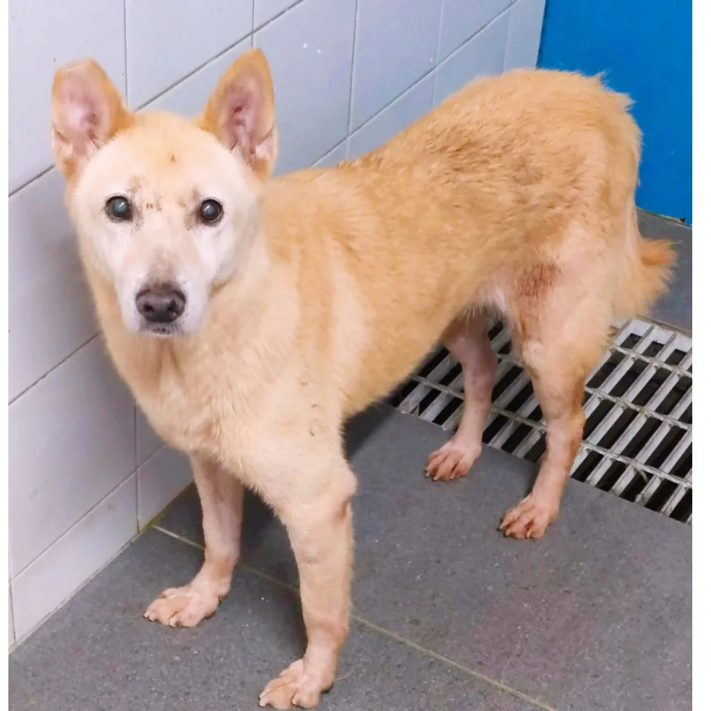 混種犬