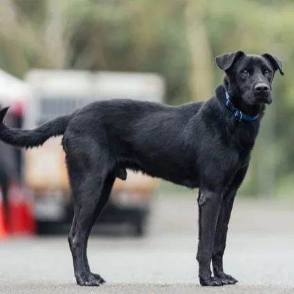 混種犬