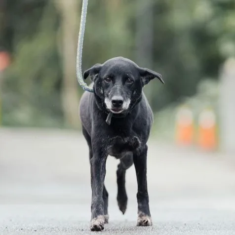 混種犬
