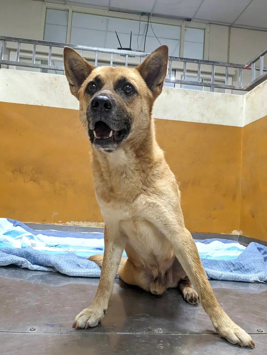 混種犬