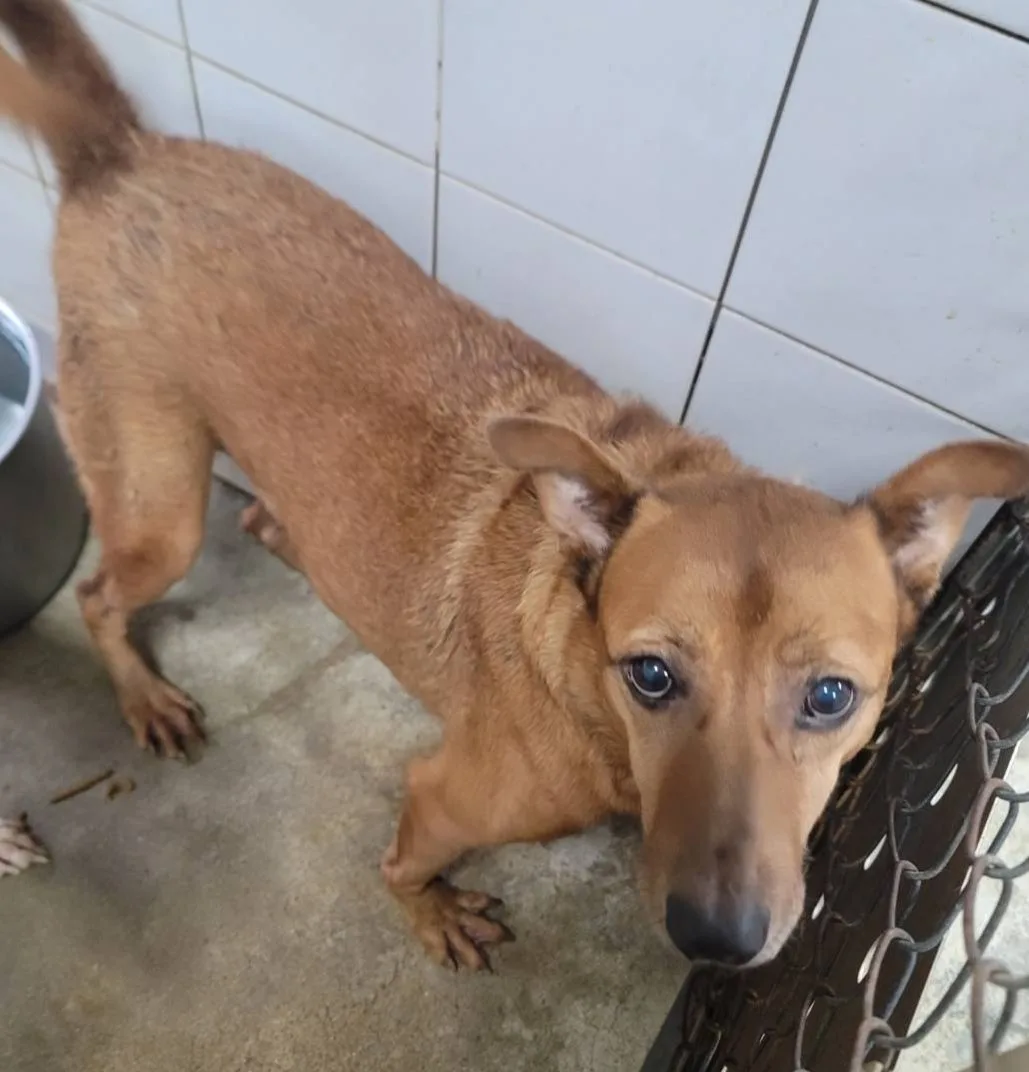 混種犬