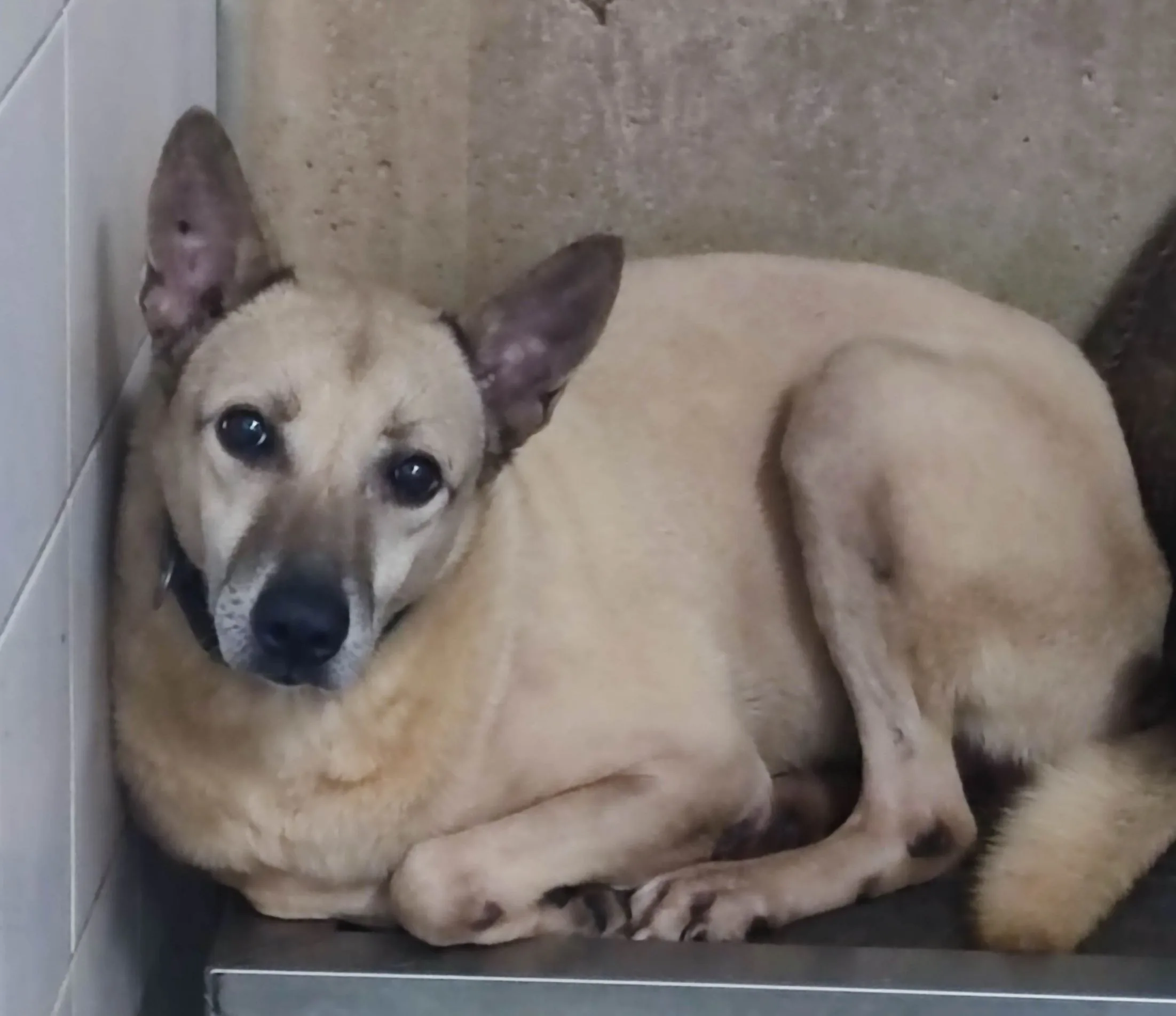 混種犬