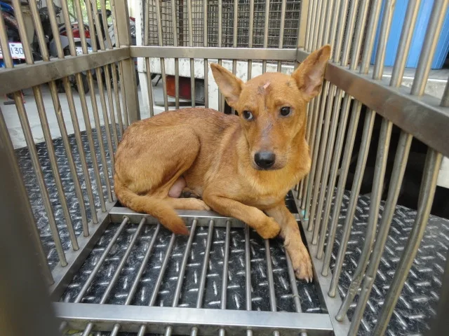 混種犬