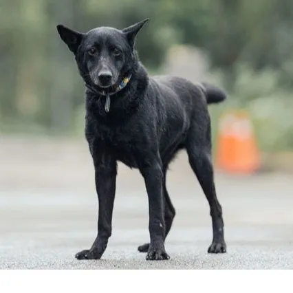 混種犬