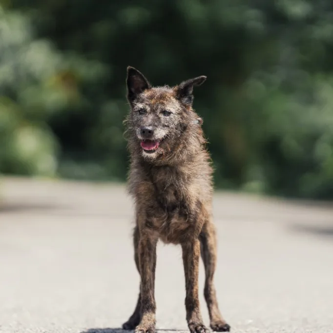 混種犬