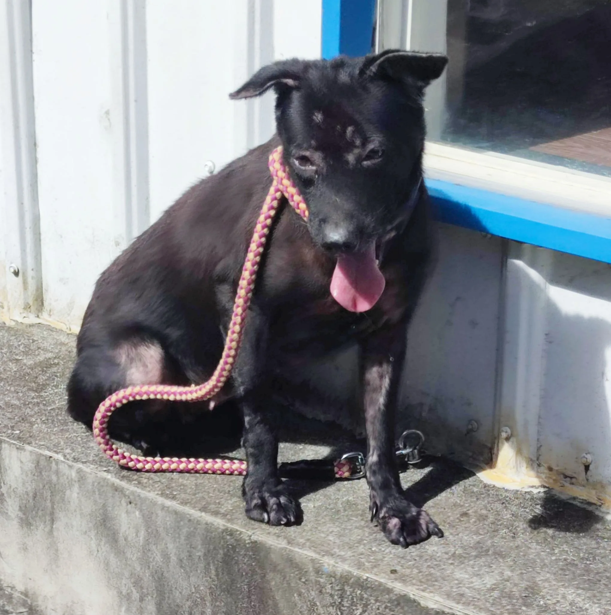 混種犬