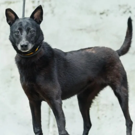 混種犬