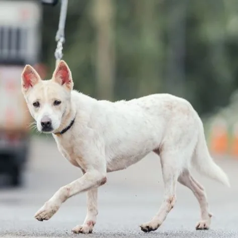 混種犬