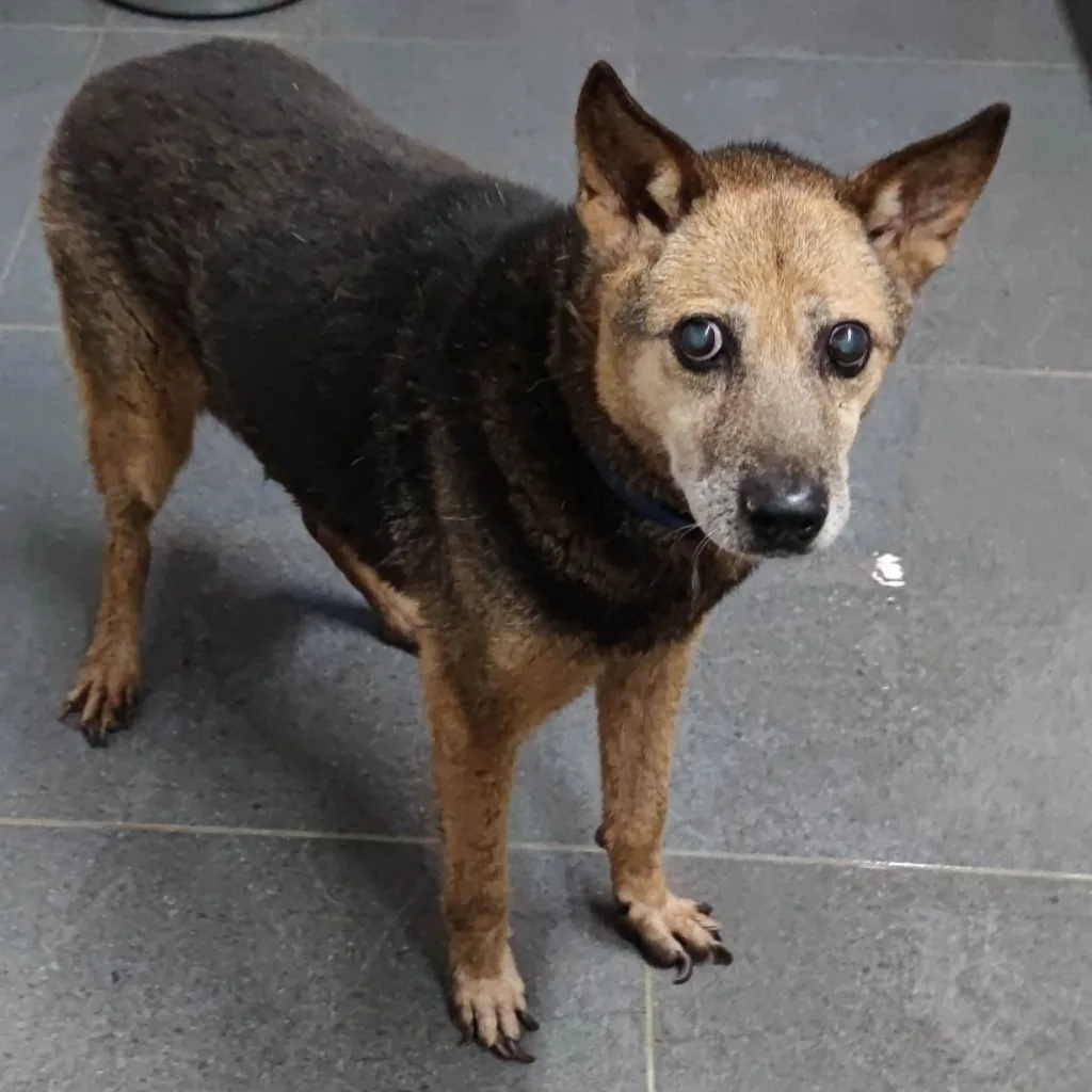 混種犬