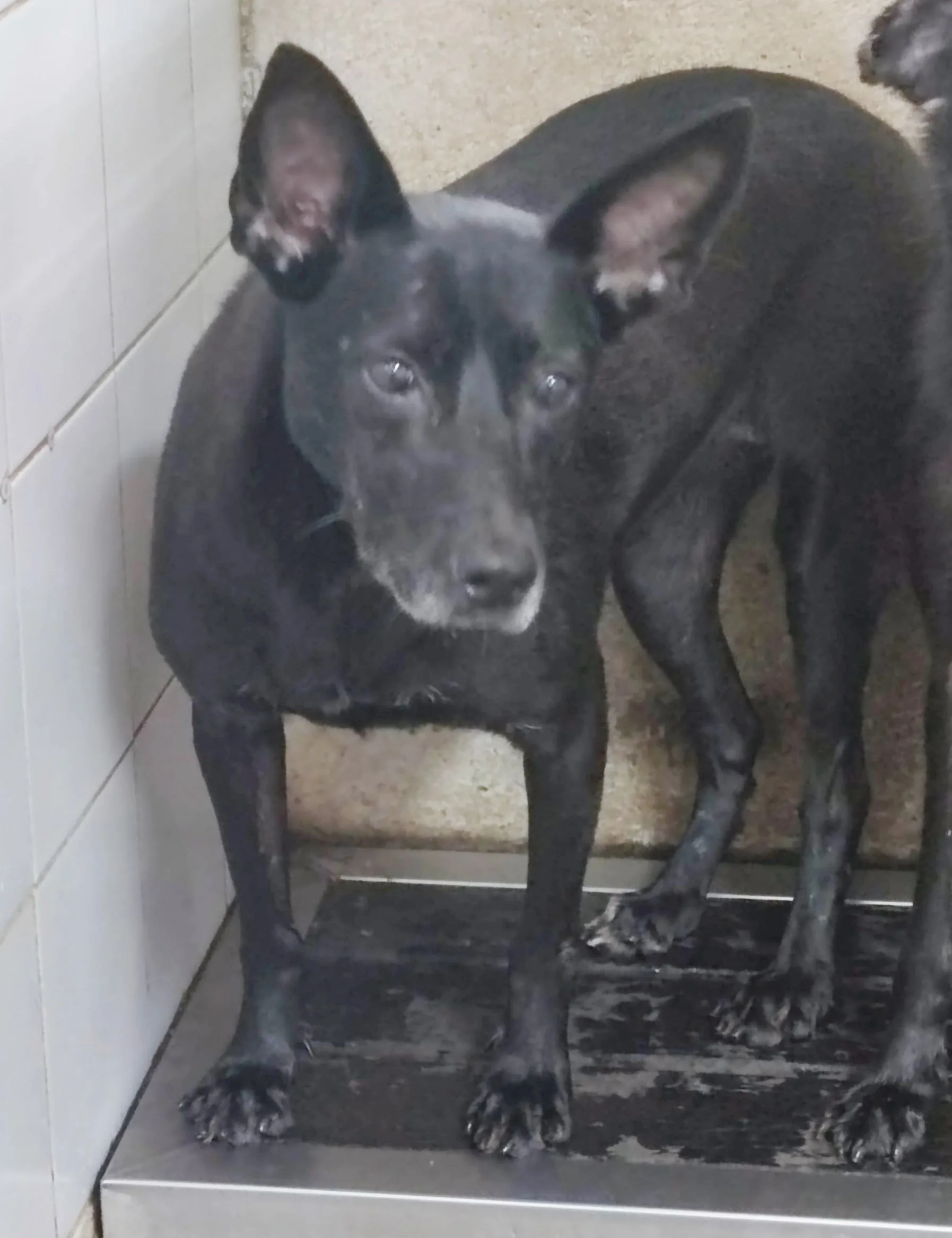 混種犬