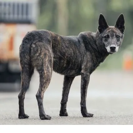 混種犬