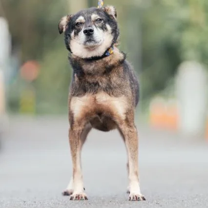 混種犬
