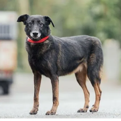 混種犬