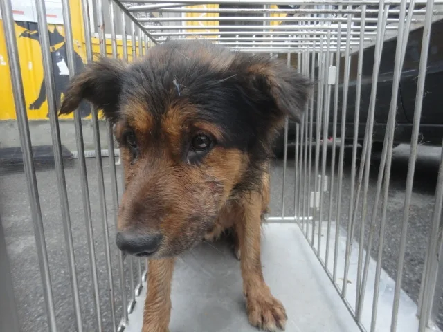 混種犬