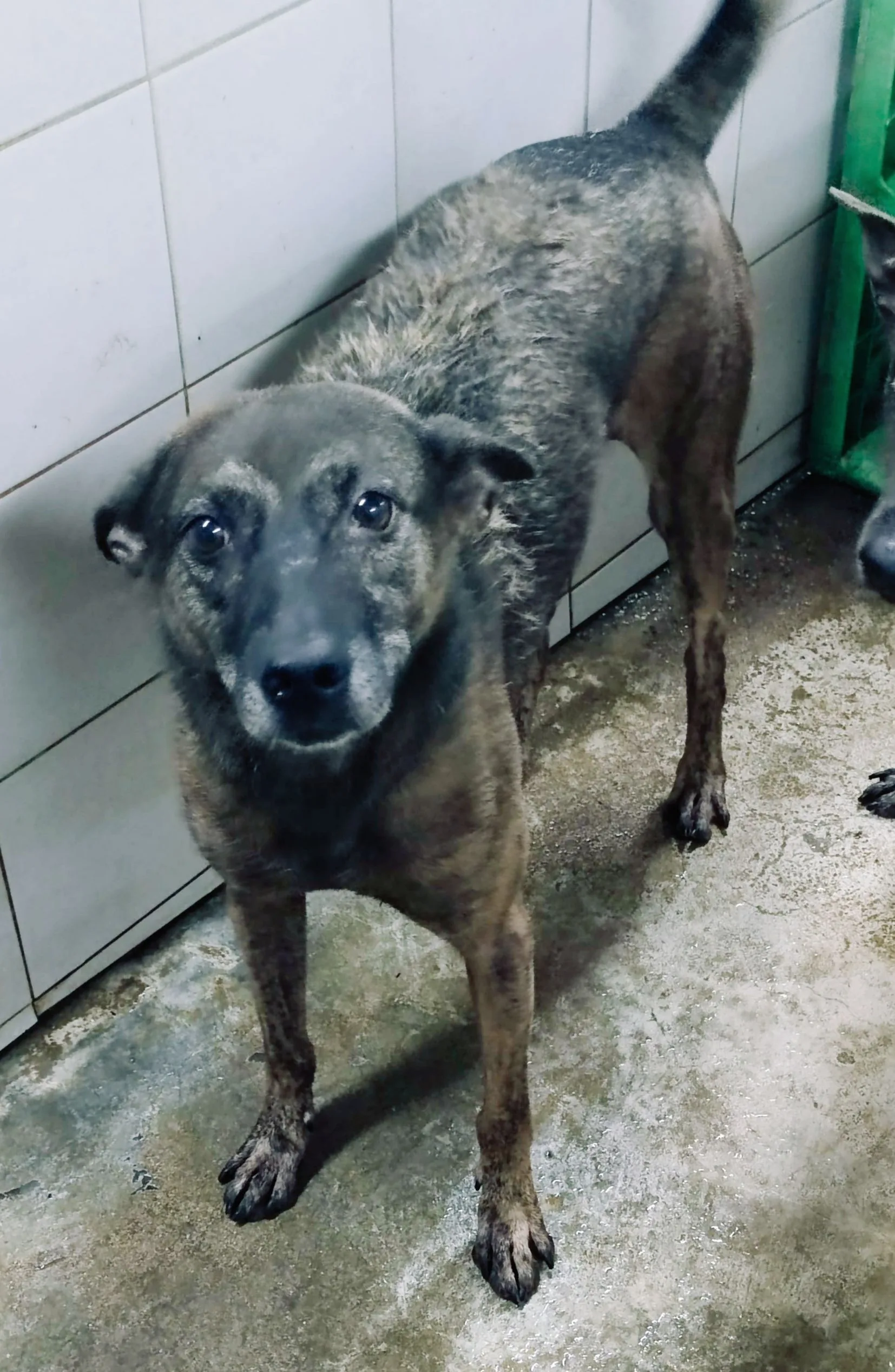 混種犬